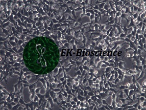 AAV-293细胞培养方法