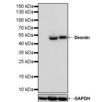 NeuN Recombinant Rabbit mAb (S-392-1)