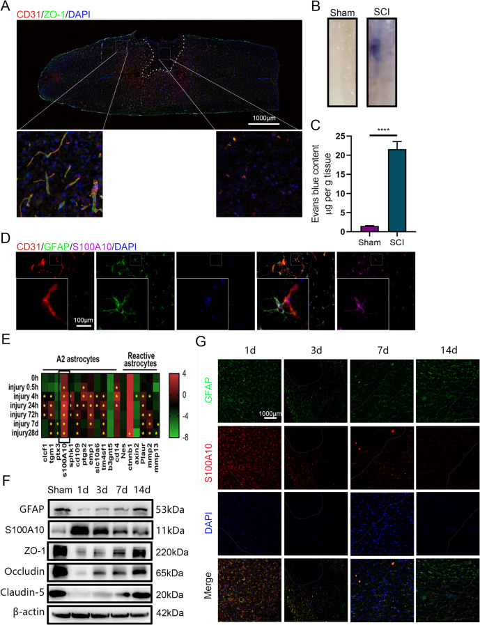 外泌体技术服务 外泌体技术服务