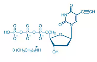 TUNEL染色试剂盒测细胞凋亡 -赛默飞