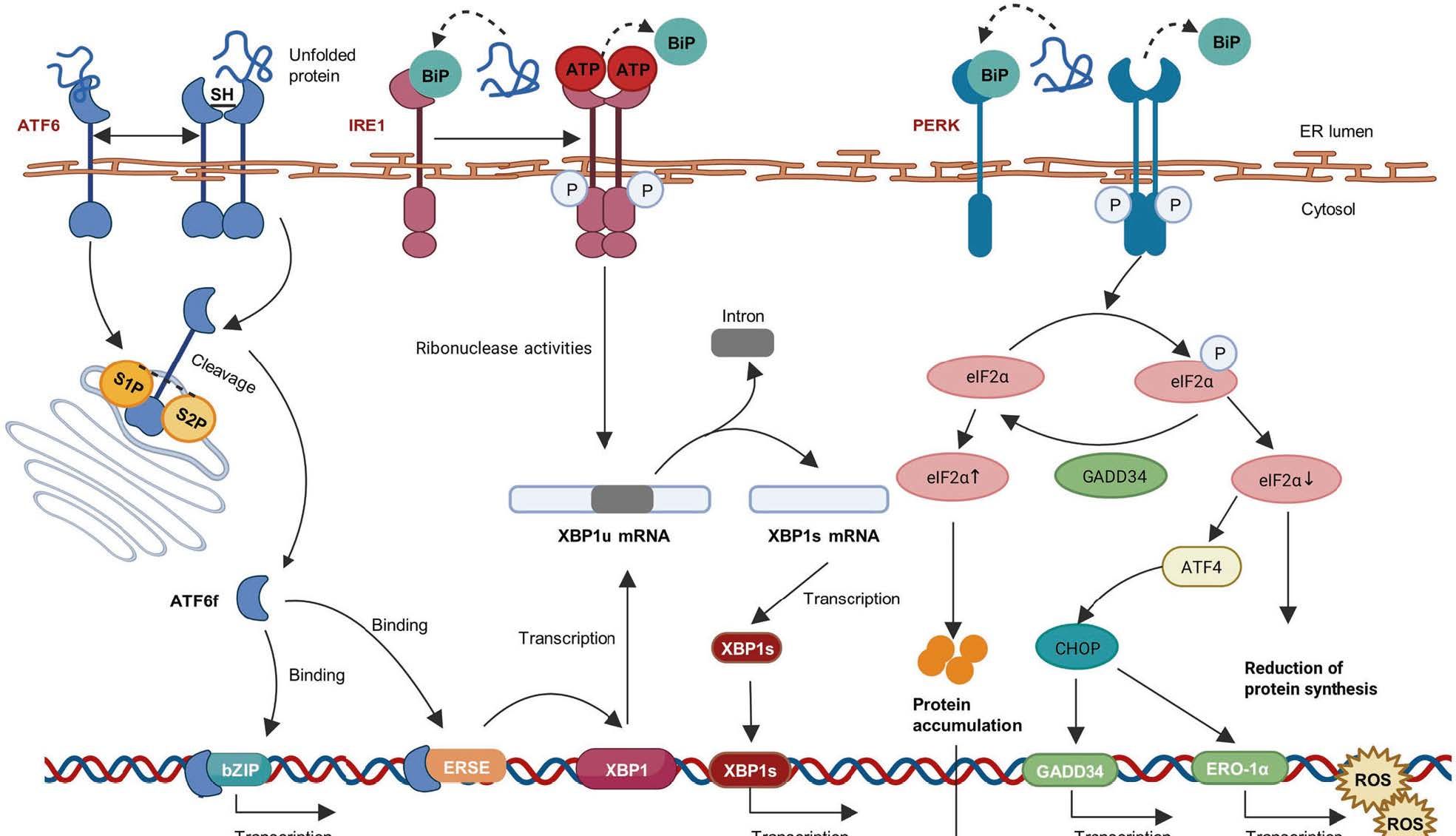 一文掌握内质网应激信号通路！