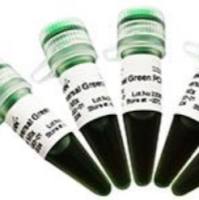 5×ExonScript Plus RT Buffer  A