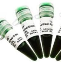 1ExonScript Plus Reverse Transcriptase(200 U/μl)