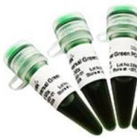 Random Hexamer Primer(100 μM) 1