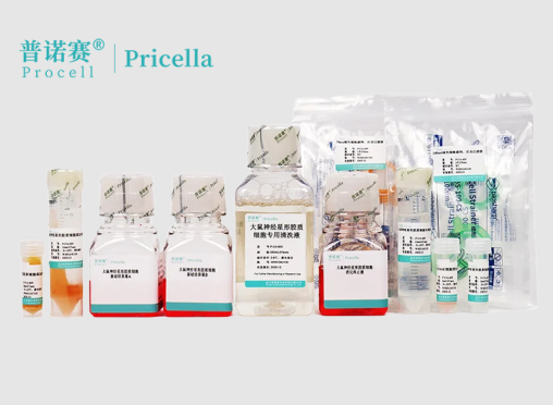 大鼠神经星形胶质细胞分离培养试剂盒 | 3-5代稳定传代