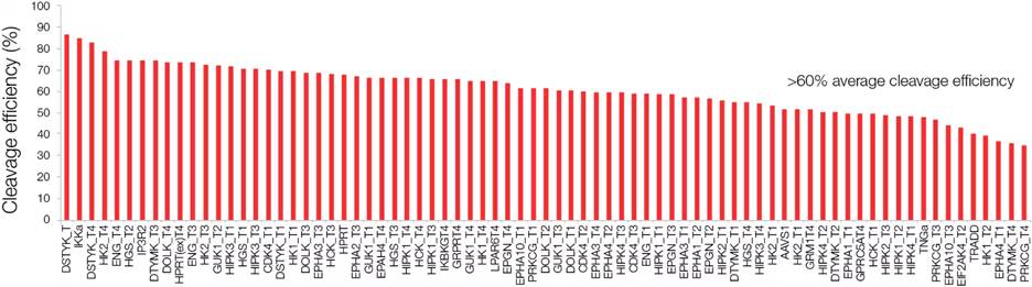 sgRNA质粒构建作用和原理 -赛默飞