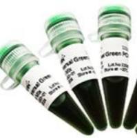 3Random Hexamer Primer(100 μM)