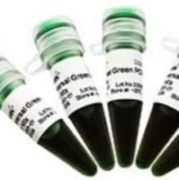 DEPC-treated Water 1