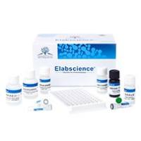 Elabscience  CD3⁺T细胞阴性分选试剂盒