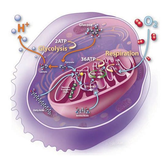 Seahorse细胞能量代谢检测服务