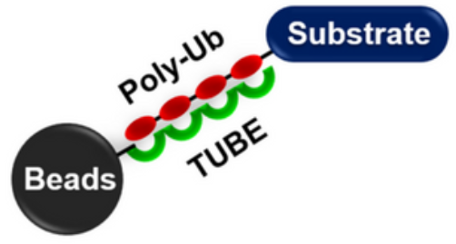 [干冰]连接特异性UbiTest-磁珠管洗脱试剂盒，科研实验轻松配！