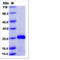 Recombinant Human MTH1 Protein (His Tag)