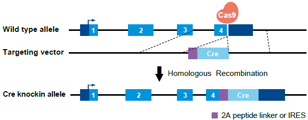 小鼠大学问 | Cre-lox系统的常见问题汇总