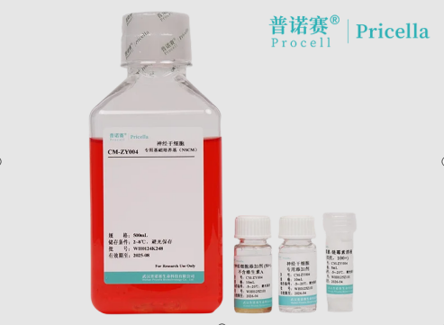 神经干细胞培养基NSCM：无血清配方与高效扩增优势解析