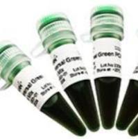 2×Taq Advanced PCR Master Mix 1