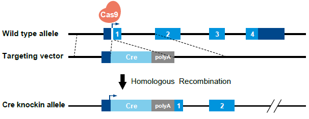 小鼠大学问 | Cre-lox系统的常见问题汇总