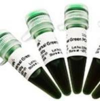 2×Universal Green PCR Master Mix