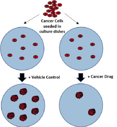高通量荧光克隆形成实验：告别手动，开启癌症药物筛选与研究新策略