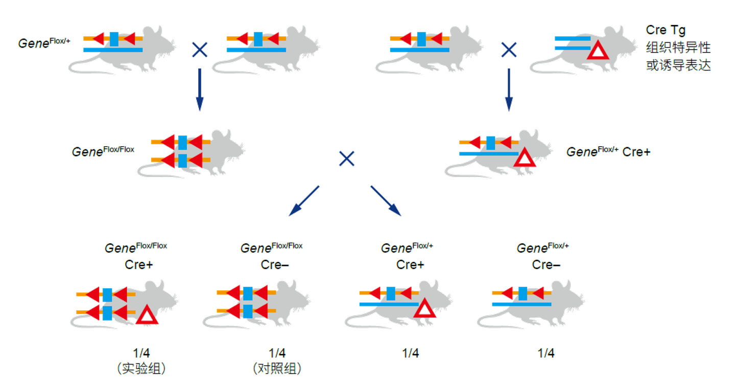 小鼠大学问 | Cre-lox系统的常见问题汇总