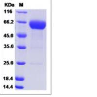 Recombinant Mouse VISTA/B7-H5 Protein (ECD, hFc Tag)