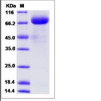 Recombinant Human VEGFR1/FLT1 Protein (hFc Tag), HPLC-verified