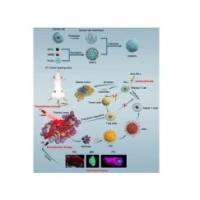 负载超顺磁性铁氧化物和血卟啉单甲 醚的聚乳酸-羟基乙酸共聚物纳米颗粒被癌细胞膜包裹 SPIO/HMME@PLGA@CM