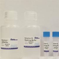 棕榈酰全蛋白免疫印迹检测试剂盒