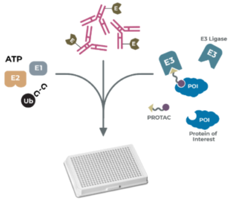 [干冰]PA770-PROTAC CRBN/兔源，特惠促销，科研采购一站搞定！