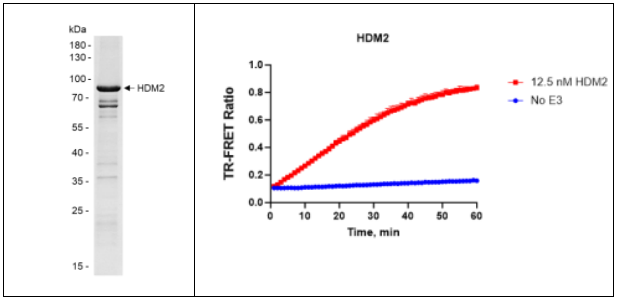 [干冰]HDM2蛋白，价格让利，科研无忧！