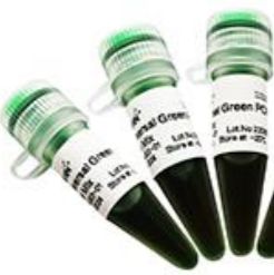 AccuProof HiFi DNA Polymerase