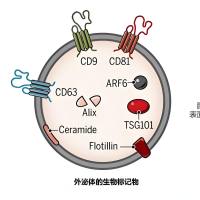 外泌体包裹雷帕霉素 Exosome@RAP
