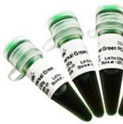 AccuProof HiFi DNA Polymerase1