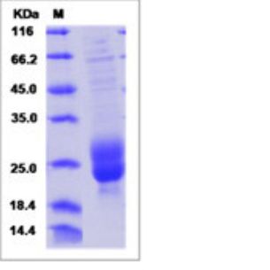 Recombinant Human M-CSF/CSF1 Protein