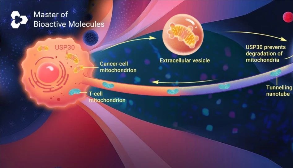 Nature 前沿∶ mtDNA ——癌细胞免疫逃逸_MedChemExpress(MCE 中国)