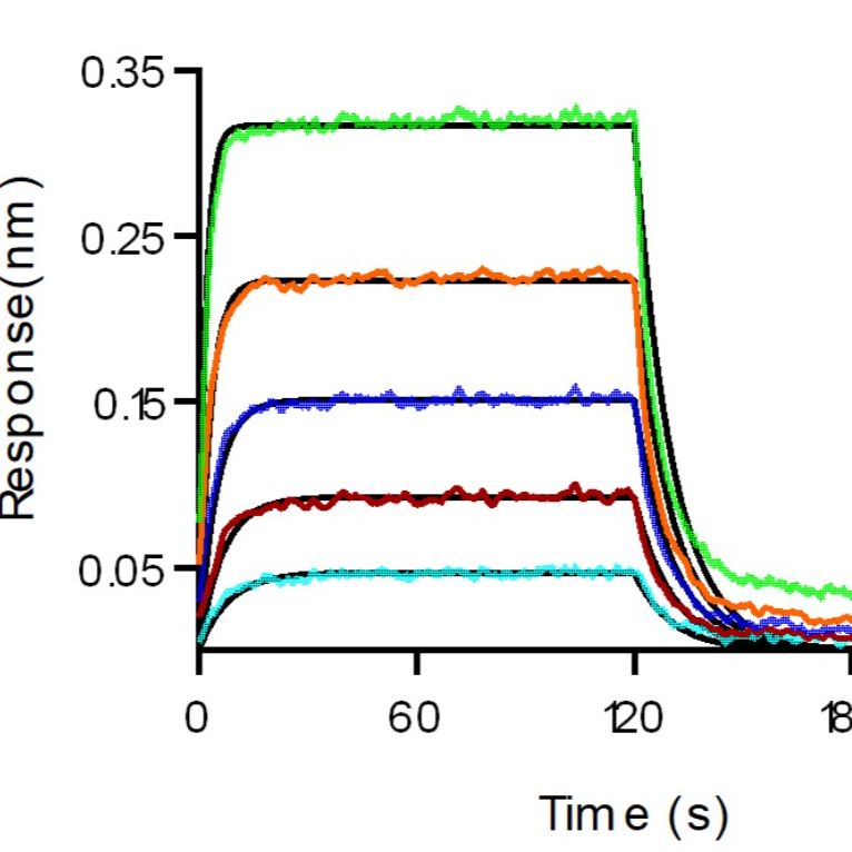 Recombinant Human PD-L2/B7-DC Protein (hFc Tag), HPLC-verified