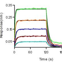 Recombinant Human PD-L2/B7-DC Protein (hFc Tag), HPLC-verified