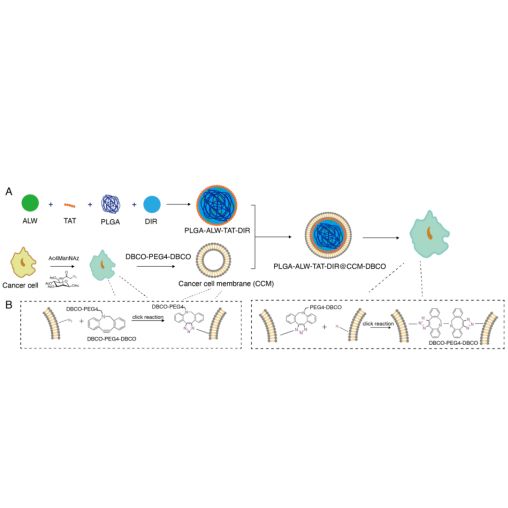 负载聚多巴胺的碳酸钙纳米颗粒被癌细胞膜包裹 PDA@CaCO3 NPs@CM