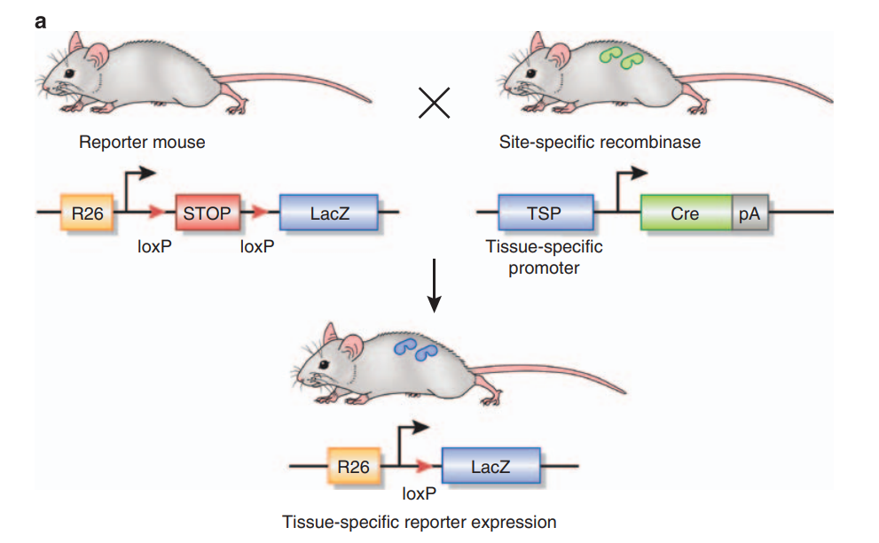 小鼠大学问 | Cre-lox系统的常见问题汇总