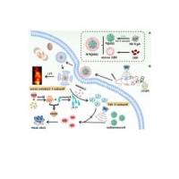 负载苯乙基异硫氰酸酯的硫化银量子点被红细胞膜包裹 PEITC@Ag2S QD@RBCm