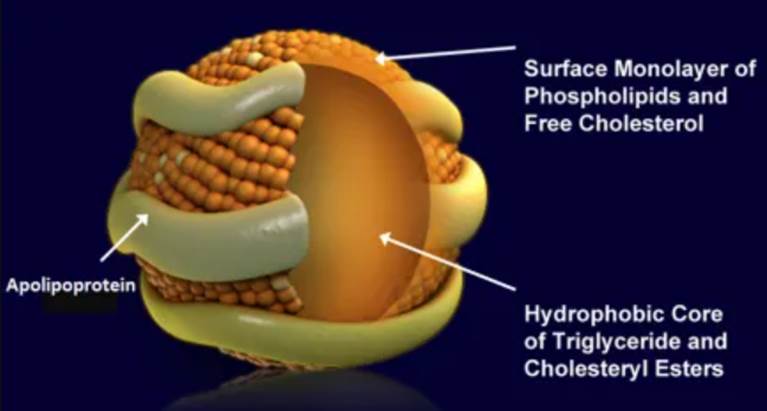 低密度脂蛋白脂质代谢研究关键工具“荧光标记脂蛋白”详解-赛默飞