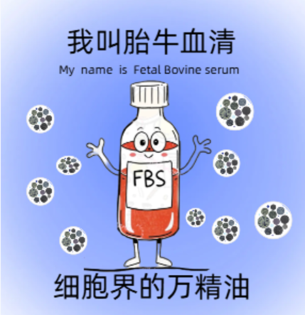 为什么胎牛血清 | 简称 “ FBS ” 细胞界的黄金搭档