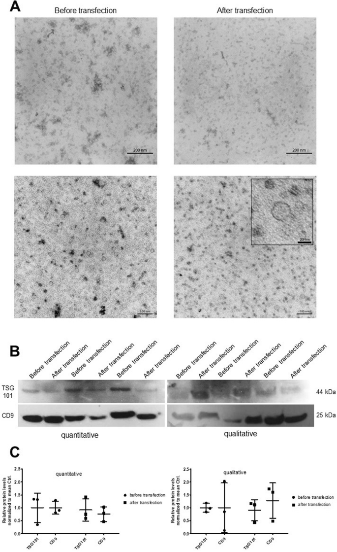 外泌体表征 外泌体表征