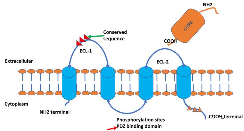 肿瘤靶点的“新宠”-Claudin18.2抗体