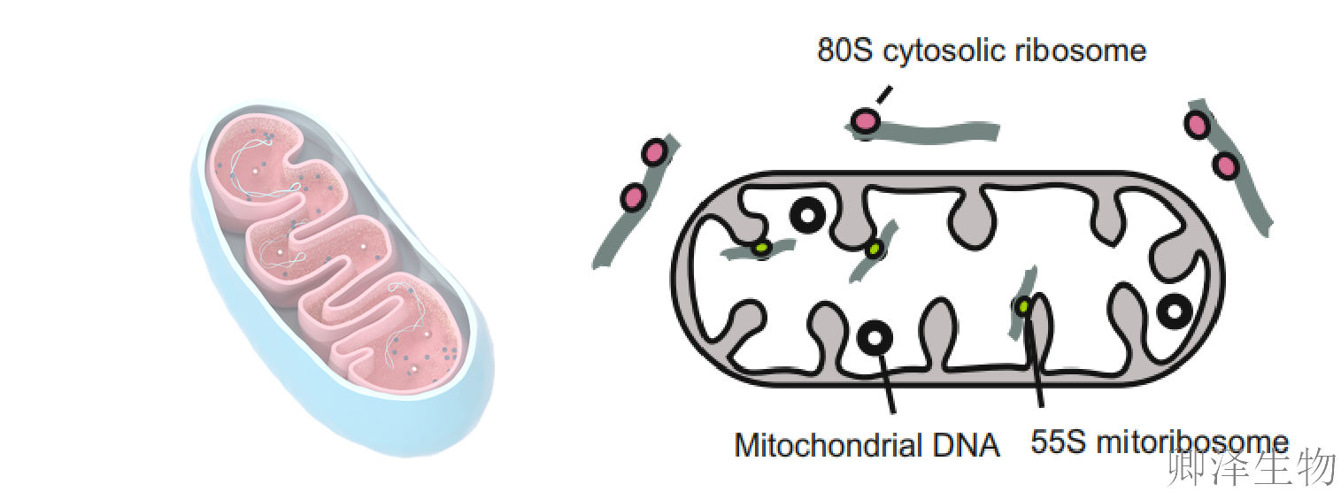 【技术发布】MitoRibo-Seq ——解码“细胞能量工厂”的翻译密码，开启精准调控新纪元！