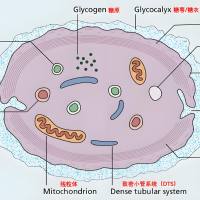 负载全氟戊 烷和多柔比星的聚乳酸-羟基乙酸共聚物纳米颗粒被血小板膜包裹 PFP/DOX@PLGA NPs@PM