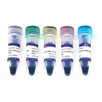 Ublot™ Prestained Protein Ladder （10-180kDa）