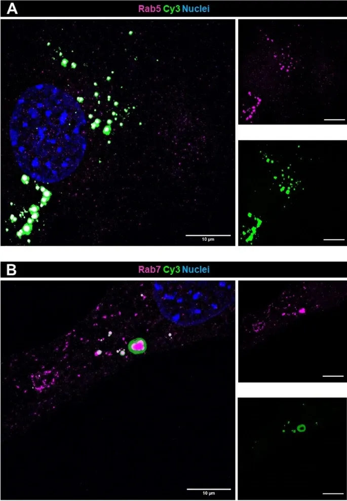 细胞摄取 细胞摄取