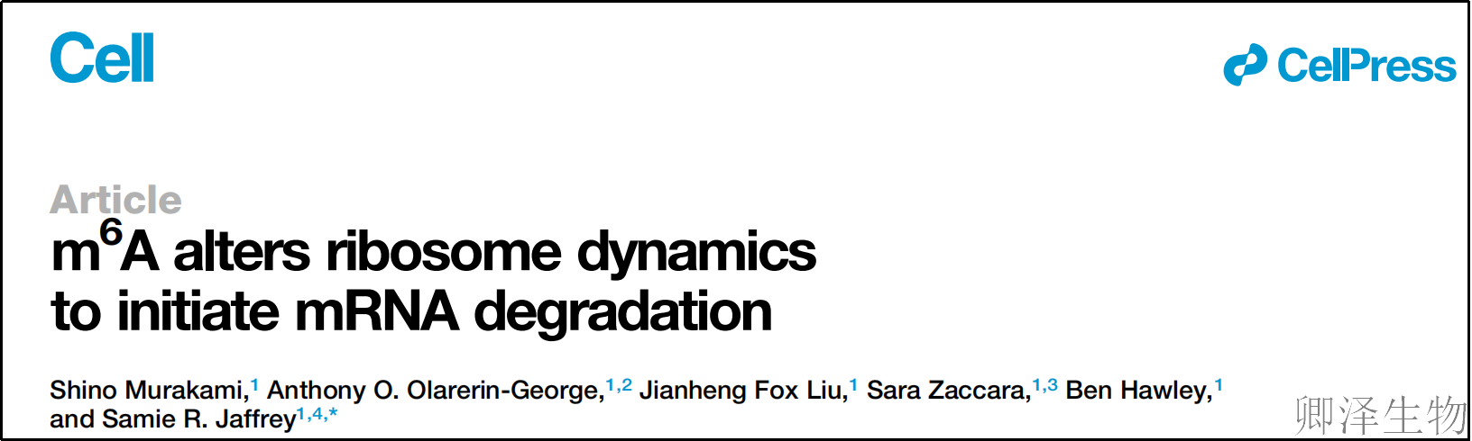 【前沿】| 核糖体竟是“传感器”？m6A修饰如何引爆mRNA的“自毁程序”