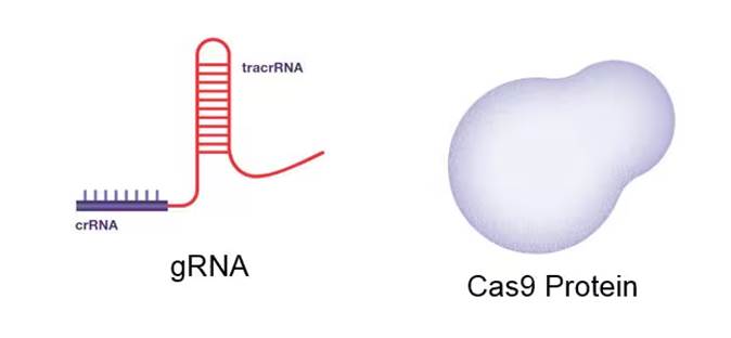 CRISPR-Cas9技术原理及基因编辑实验成功秘诀-赛默飞