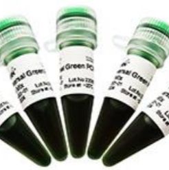 AccuProbe U One Step qRT-PCR Probe kit1